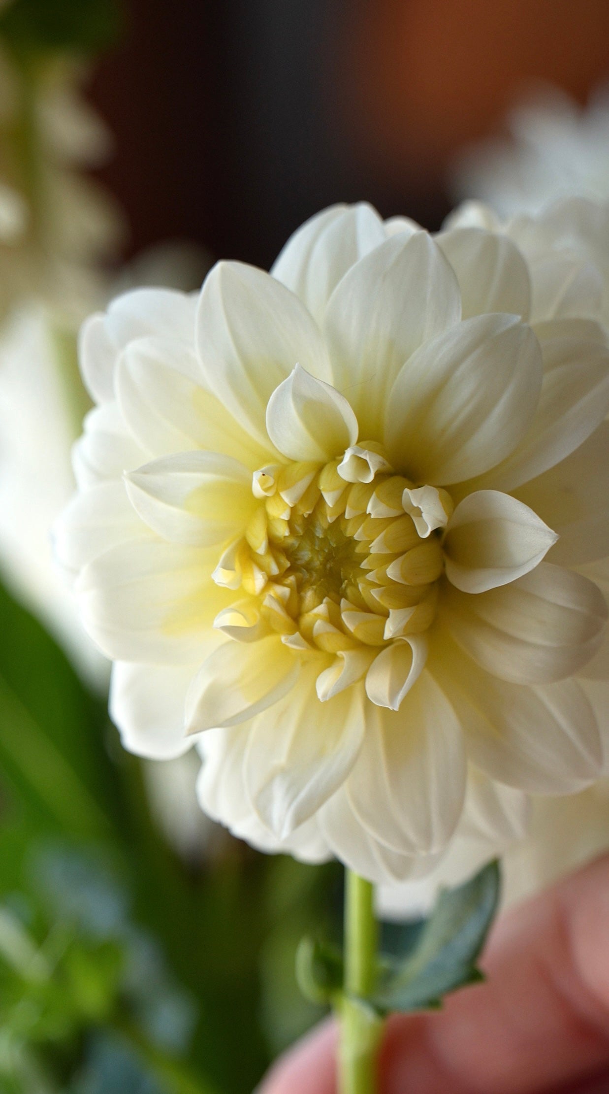 Close-up of a white flower held by a hand with a blurred background