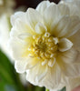 Close-up of a white flower held by a hand with a blurred background
